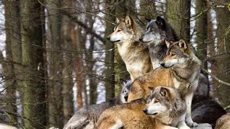 Wolf Pack betsul